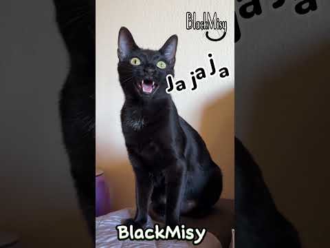 Recopilatori Chistes BlackMisy 😹😸 #gatoschistosos #humor