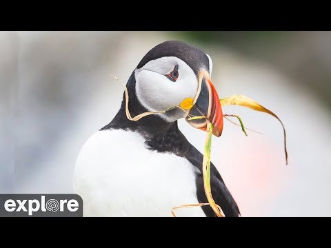 Audubon Puffin Burrow powered by EXPLORE.org