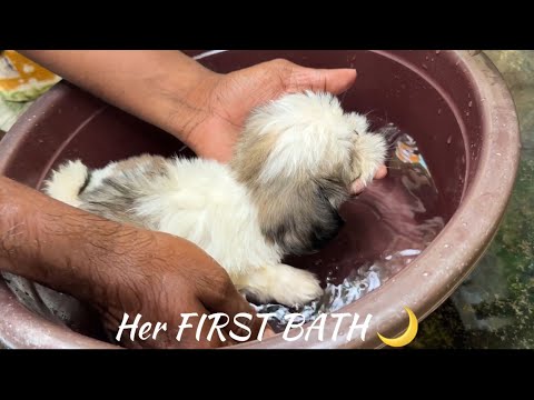 Her FIRST BATH & FIRST VACCINATION DAY 🌙