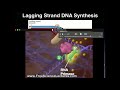 DNA Replication and Lagging Strand Concepts