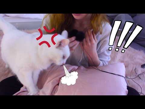 cat harrasses me asmr (then we go to bed)