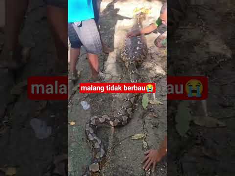 semoga di berikan ke tabahan ya pak #fypage #trending #videoshort