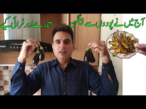 Today I picked the Brinjal from the plants and fried them | Kitchen Gardening
