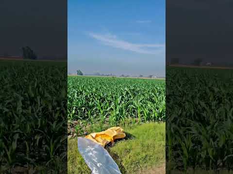 Tere nalon unchy ho gay makkiyan dy bajry🌽🌽❤️🥰😎#punjabisong #unfrezzmyaccount #rimix