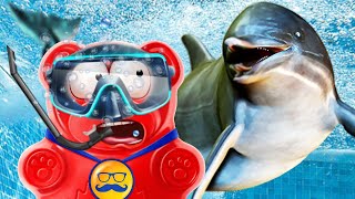 НОВЫЕ ПРИКЛЮЧЕНИЯ ЖЕЛЕЙНОГО МЕДВЕДЯ ВАЛЕРЫ НА МОРЕ С ДЕЛЬФИНАМИ