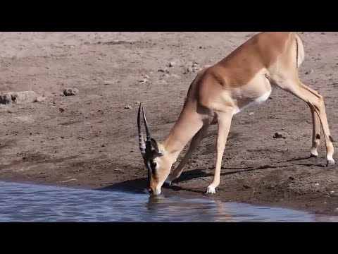 Crocodilo gigante faz ataque mortal, confira!