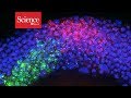 Cell Development and Identity Concepts