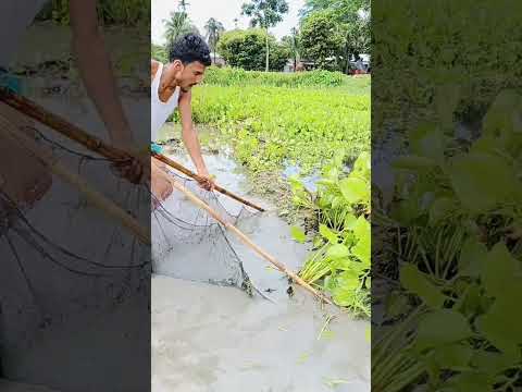 পানির নিছে কত বড় মাছ | #fishing #fish #shortviral #shortsvideo #khanofficial #fry #bigfish