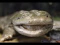 Techniques for Aquatic Organism Capture