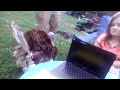 Animal Adaptations and Their Functions
