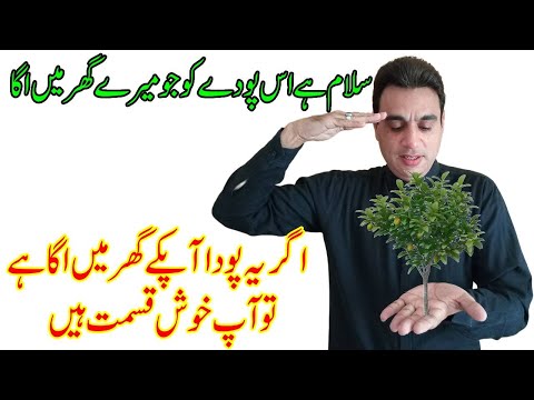 Salute to this tree | The plant That'll Make You RICH If You Grow It Right
