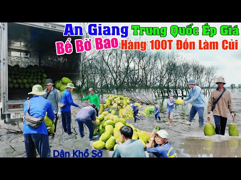 An Giang bể bờ bao mít rớt giá thê thảm Trung Quốc ép giá lũ tràn dân khổ hàng 100T đốn làm củi