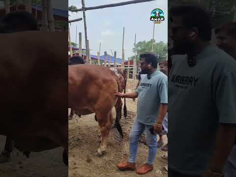 গরু কিনতে গেলেন সাইফুল ভাই হযরতপুর হাটে #shorts #shortvideo #short #shorts
