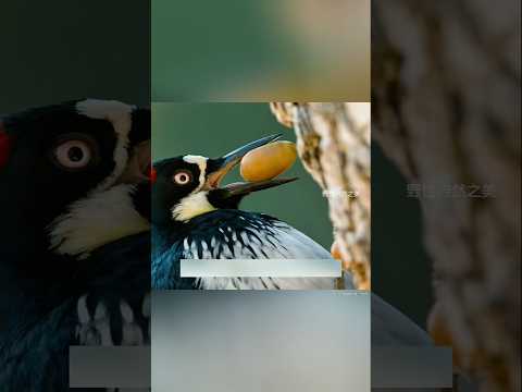 1 मिनट में बर्बाद हो गई इस Woodpecker की महीनों की मेहनत! | #shorts
