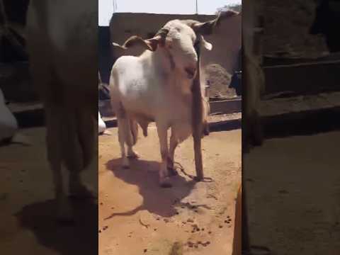 خروف بالامي العملاق 😨