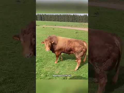 Bull Sees Cows For The First Time (@gavieboy2)