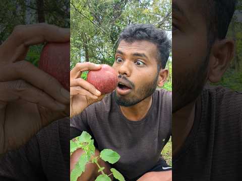 Survival Skills: Surely you don't know this🍎 #camping #survival #bushcraft #outdoors #lifehacks