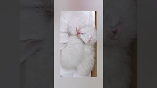 #保護猫 #保護猫達の日常 #ねこ #ねこのいる生活 #白猫 #子猫#子猫きょうだい #赤ちゃん#育児放棄