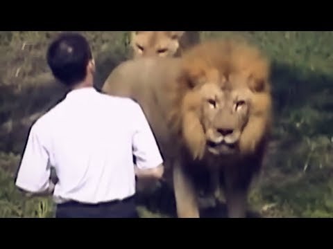 चिड़ियाघर देखना महंगा पड़ गया || When Zoo Animals Attack