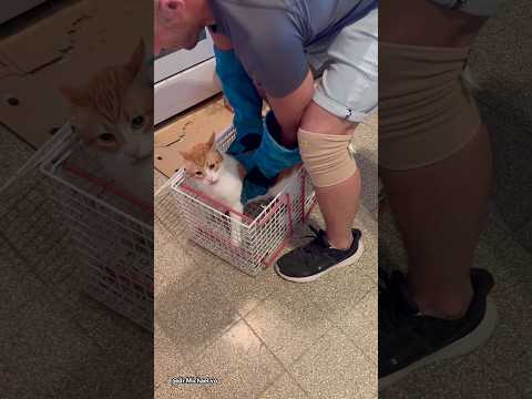 Ginger cat strikes again 🐈 #crazycatfunny #crazycatvideos