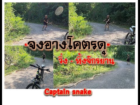 จงอางโคตรดุแห่งแก่งกระจาน