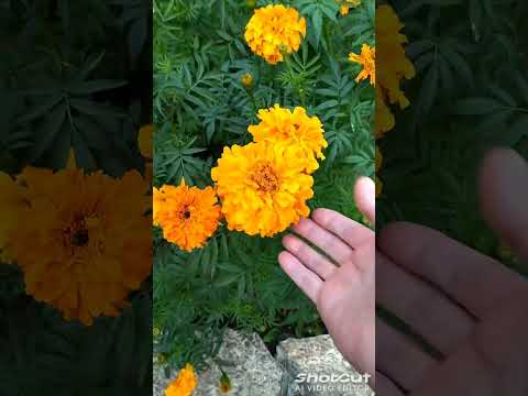 Море-хорошо, а дома-ЛУЧШЕ!