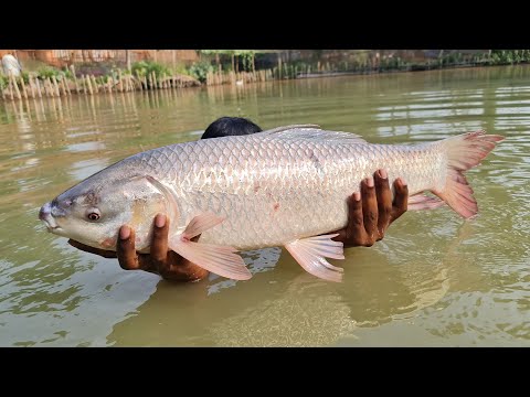 Cast Net Fishing | Net Fishing | Best Net Fishing Video #fish_video #fishing #fish #bigfish