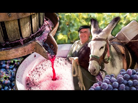 VENDIMIA y PRENSADO de UVAS por abuelos y niños como antiguamente | FIESTA DEL VINO en el pueblo