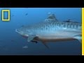 Turtle Behavior and Shark Predation