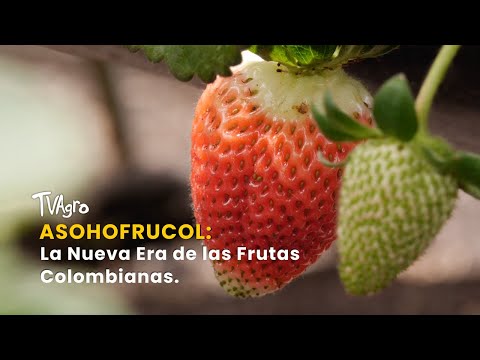 Asohofrucol: La Nueva Era de las Frutas Colombianas - TvAgro por Juan Gonzalo Angel