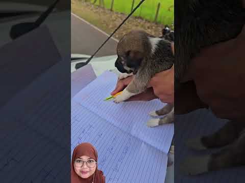 MUTER BARENG DOGGY CARI MAMA ‼️ sc: piyuansh2004