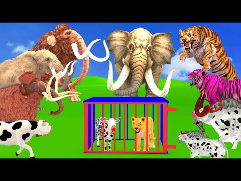 5 Giant Elephant Cow vs 5 Giant Tiger Attack Cow Buffalo Lion Cub Saved by Woolly Mammoth