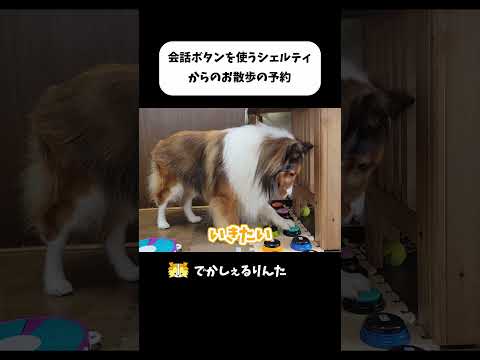 会話ボタンを使うシェルティからのお散歩の予約 #shorts
