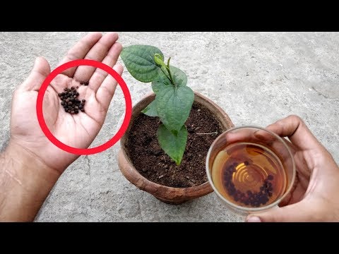 काली मिर्च घर में उगाने का TOP SECRET तरीका
