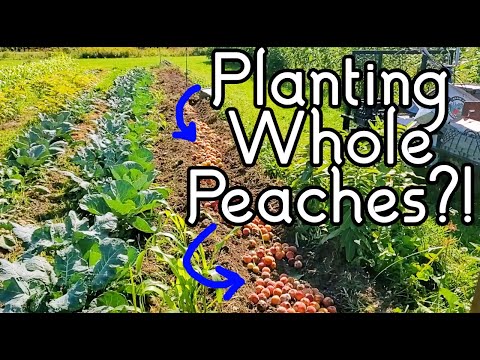 Peach Craziness (planting whole fruits to grow trees!?!)