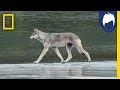 Bertie Gregory's Wildlife Series Insights