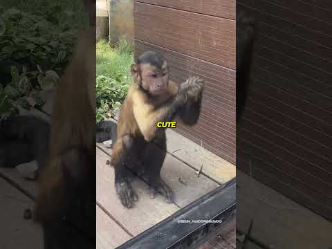 Cute Monkey… Then BOOM!😂