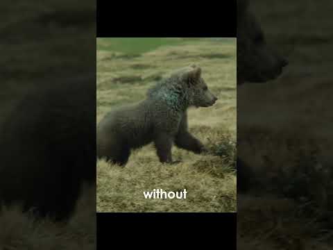 Man targeted by bear on cliffs #shorts