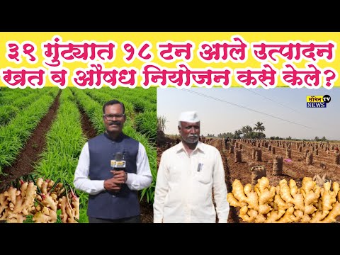 39 गुंट्यात 18 टन आले उत्पादन | खत व औषध नियोजन कसे केले?  Maharashtra Ginger farming tips