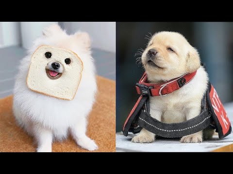 Baby Dogs - Cute and Funny Dog Videos Compilation #10 | Aww Animals