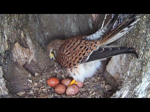 Kestrels Full of Hope As They Prepare for Family | Mr & Mrs Kes | Robert E Fuller