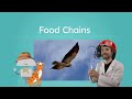 Exploring Food Chains in Science