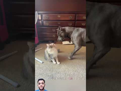 نظرات القط خوفت الكلب وجعلته في حيره#shorts