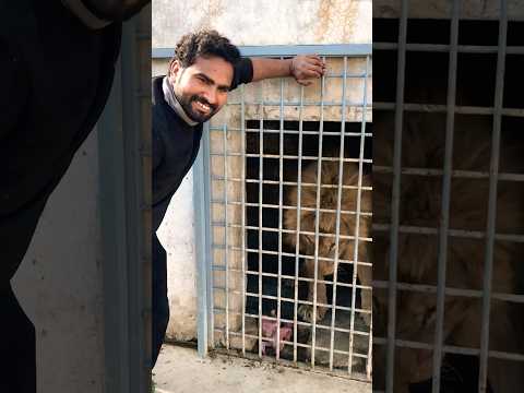 Lion attack food time 😱😱 #lion #wildcats #tigerspotted