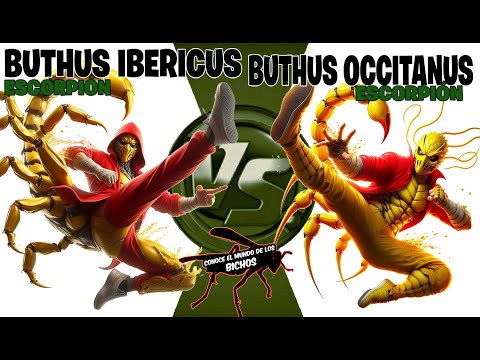 ESCORPIÓN BUTHUS VS ESCORPIÓN BUTHUS