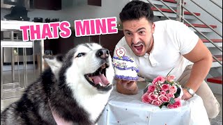 Ate My Husky’s Cake & SHE FREAKED OUT (TEMPER TANTRUM)