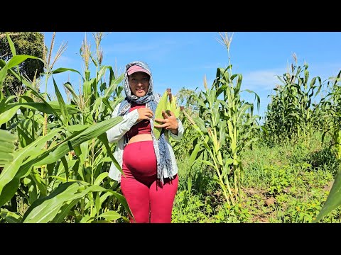 ¡¡Cortando ELOTES En la MILPA de mi Papá !!