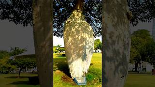 Amazing tree in Aspire park Qatar