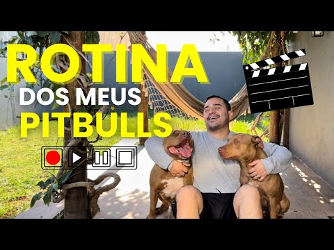 Um dia com meus Pitbulls 🐶❤️ #assista
