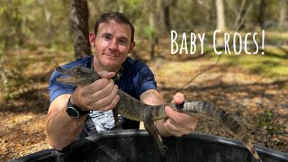 Watch our Baby Crocodiles and Alligators Grow!